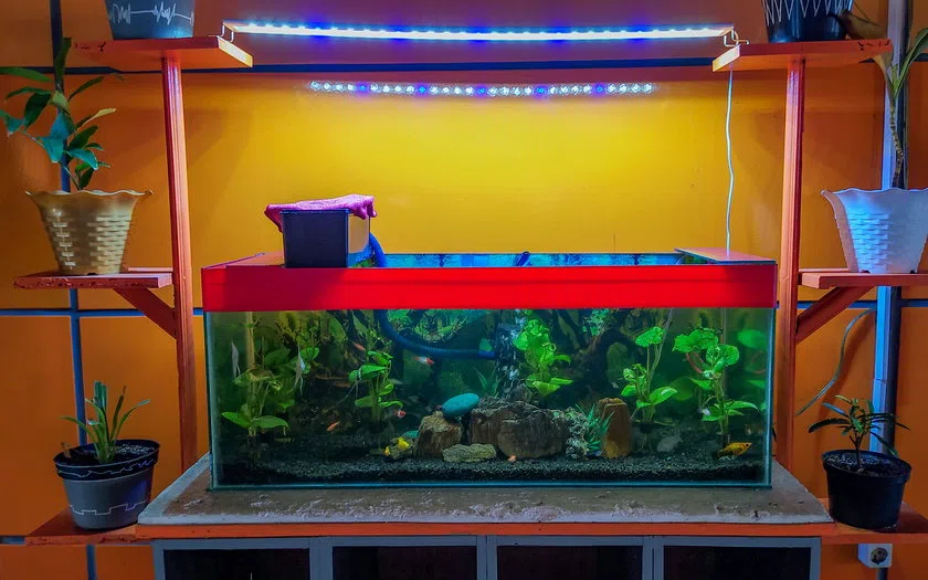 Konsep keseluruhan aquarium air laut custom