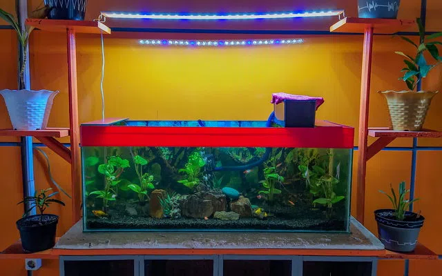 Kekuatan kabinet serta keamanan kaca untuk aquarium aquascape toraja utara