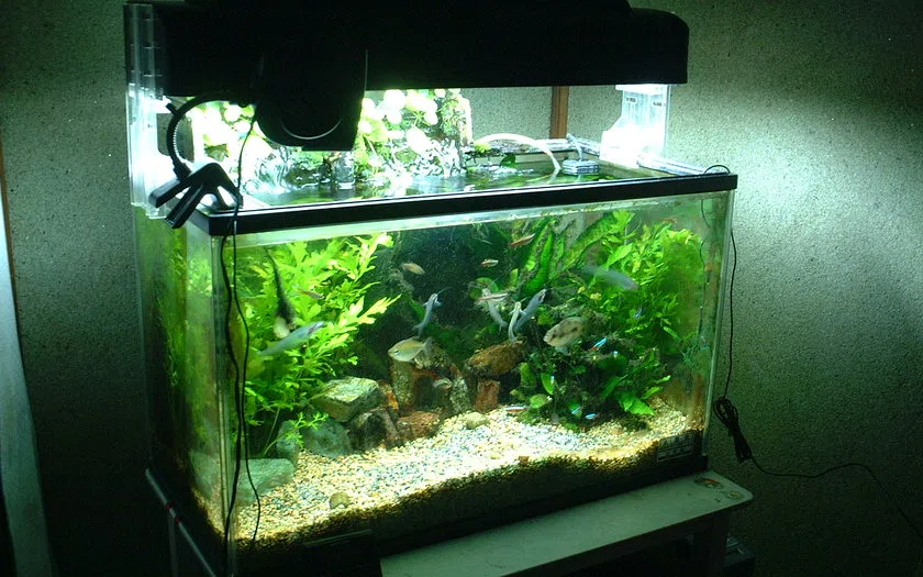 Visual realistis aquarium aquascape kendari: fungsi, spesifikasi dan kondisi existing
