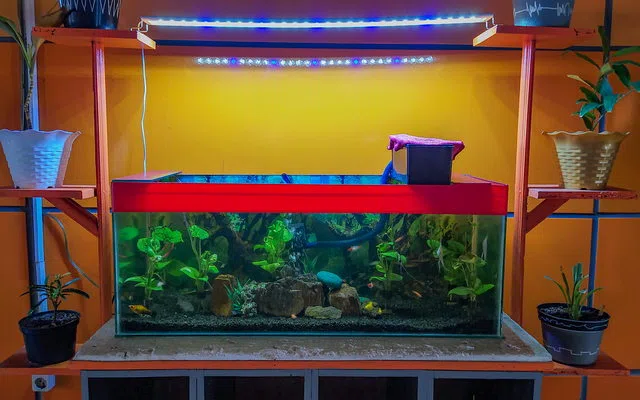 Tanaman hidup membuat pencahayaan dan filtrasi menjadi bagian dari desain — Ide Aquascape untuk Ruang Tamu