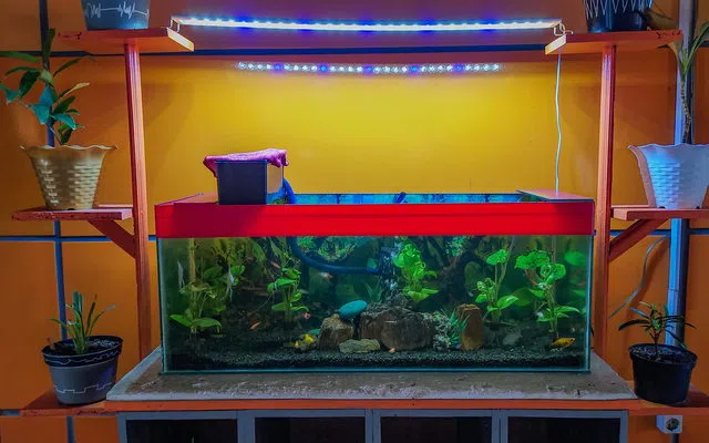 Jam operasional, proteksi pelanggan dan pembagian zona kerja untuk aquarium aquascape