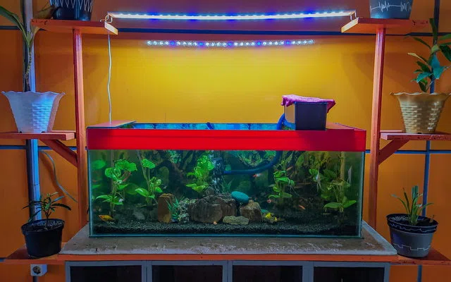 Kenyamanan pengguna, pencahayaan dan kualitas sentuhan untuk aquarium aquascape