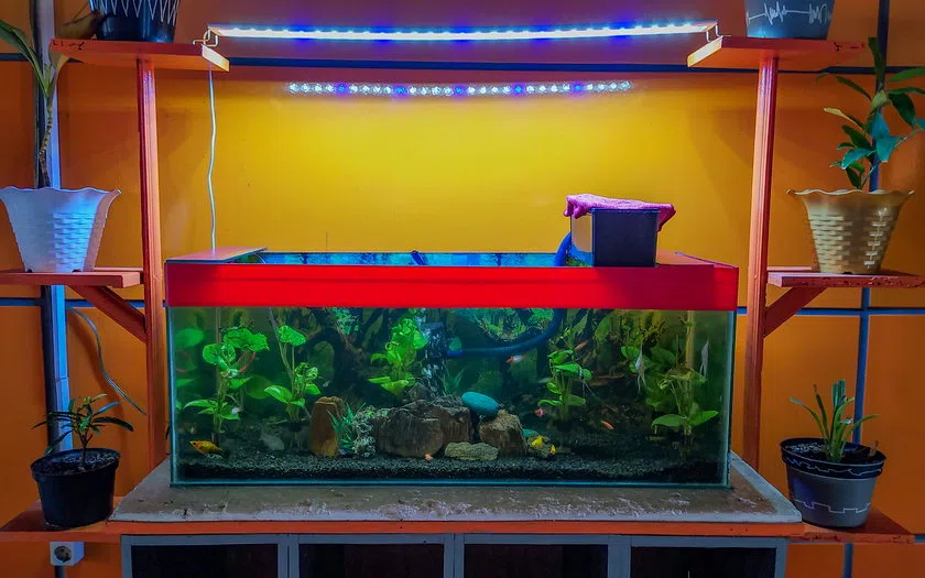 Konsep detail dan pemeriksaan aquarium aquascape sinjai
