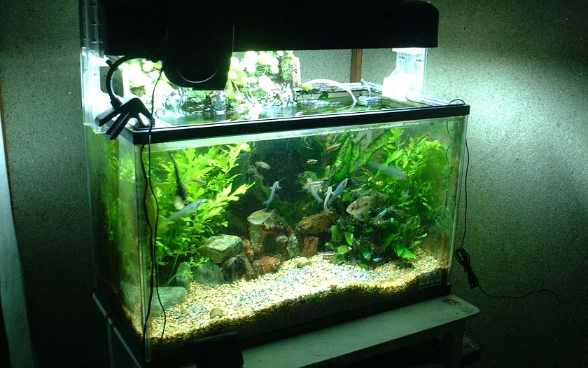 Visual realistis aquarium aquascape sinjai: fungsi, spesifikasi dan kondisi existing