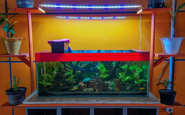 Jalur listrik, drainase dan titik air untuk aquarium aquascape jeneponto
