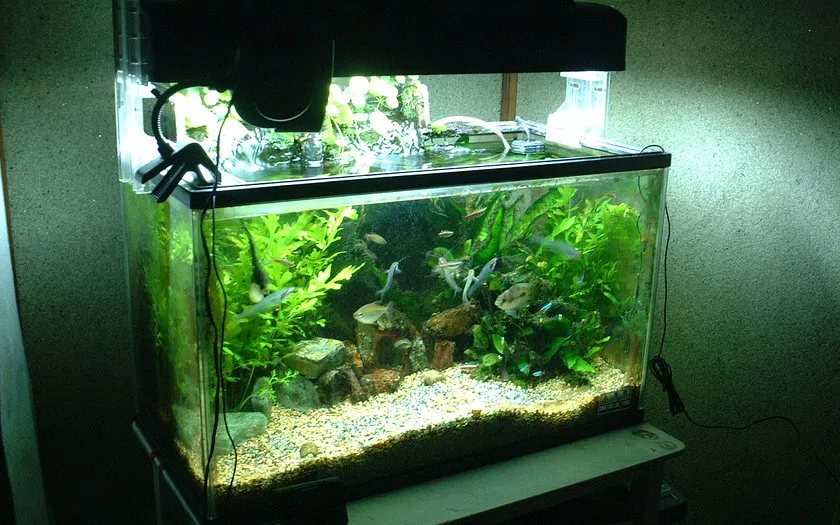 Konsep keseluruhan aquarium aquascape jeneponto