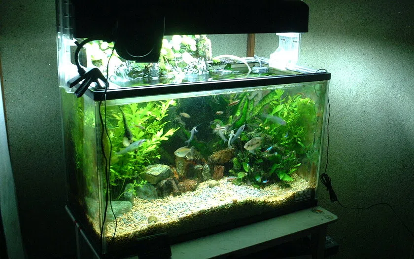 Konsep keseluruhan aquarium aquascape bantaeng