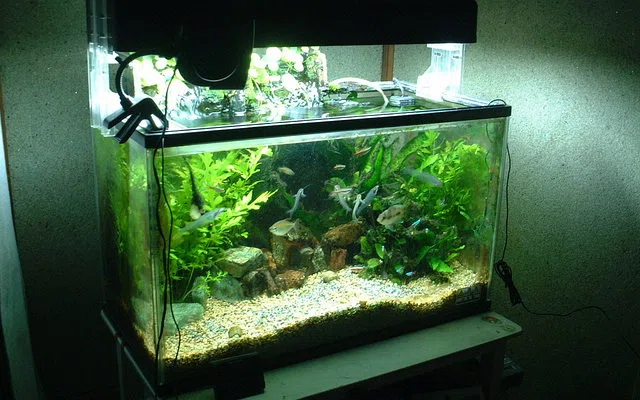 Apa yang termasuk dan tidak termasuk dalam angka untuk aquarium aquascape maros