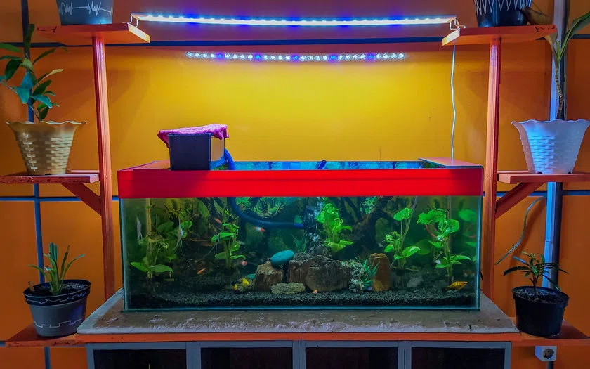 Konsep detail dan pemeriksaan aquarium cafe restoran