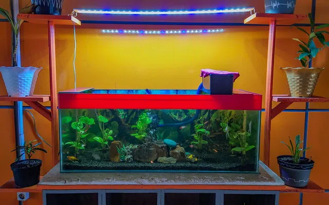 Apa yang termasuk dan tidak termasuk dalam angka untuk aquarium aquascape takalar