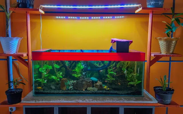 Kekuatan kabinet serta keamanan kaca untuk aquarium aquascape parepare