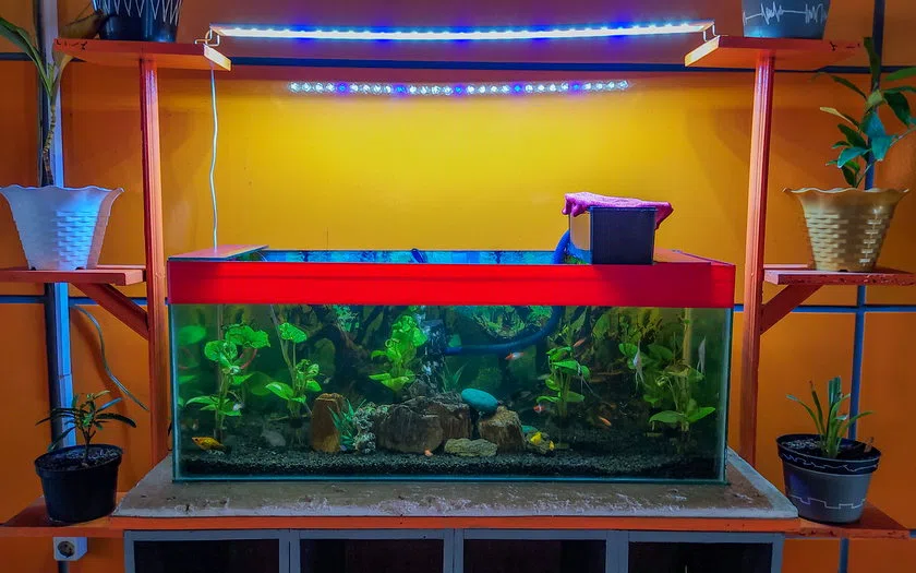 Konsep detail dan pemeriksaan aquarium aquascape parepare