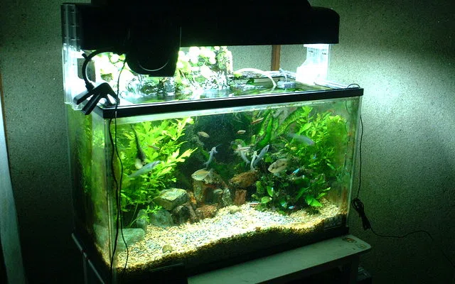Apa yang termasuk dan tidak termasuk dalam angka untuk aquarium aquascape wajo