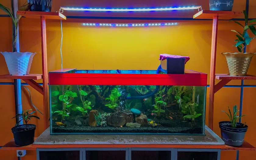 Visual realistis aquarium aquascape wajo: fungsi, spesifikasi dan kondisi existing