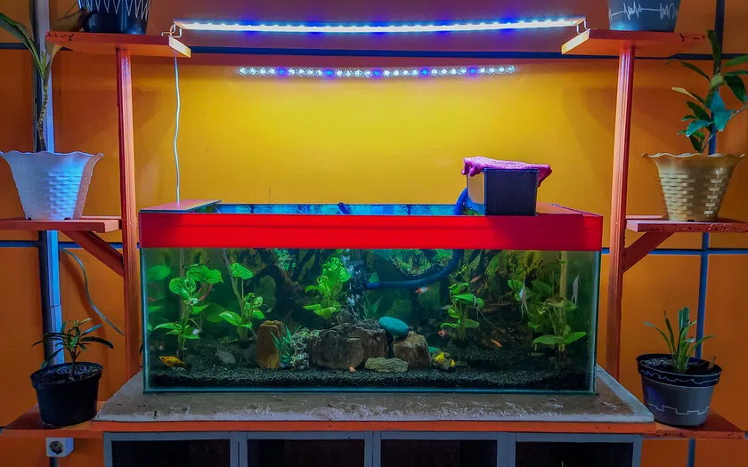 Konsep detail dan pemeriksaan aquarium aquascape soppeng