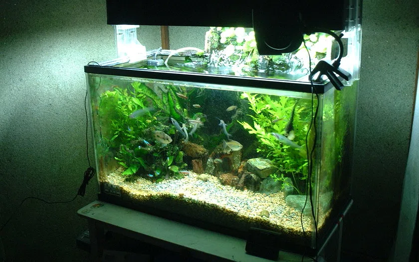 Visual realistis aquarium aquascape soppeng: fungsi, spesifikasi dan kondisi existing