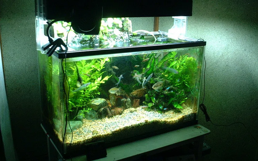 Visual realistis aquarium partisi ruangan: fungsi, spesifikasi dan kondisi existing
