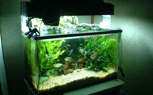 Jenis ekosistem air tawar atau laut untuk aquascape dutch style