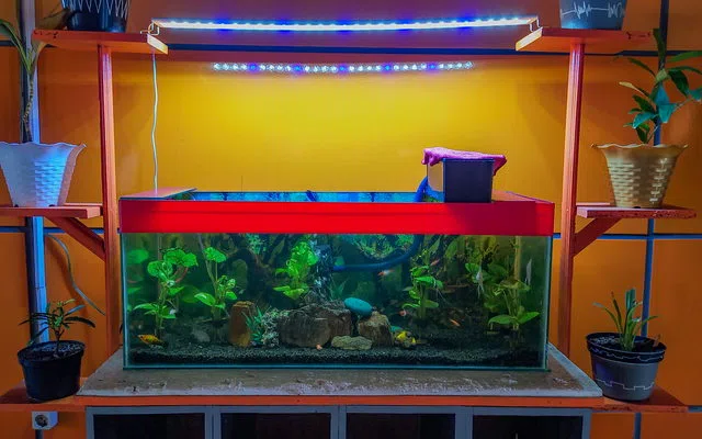 Filtrasi, sirkulasi dan akses servis untuk aquascape planted tank